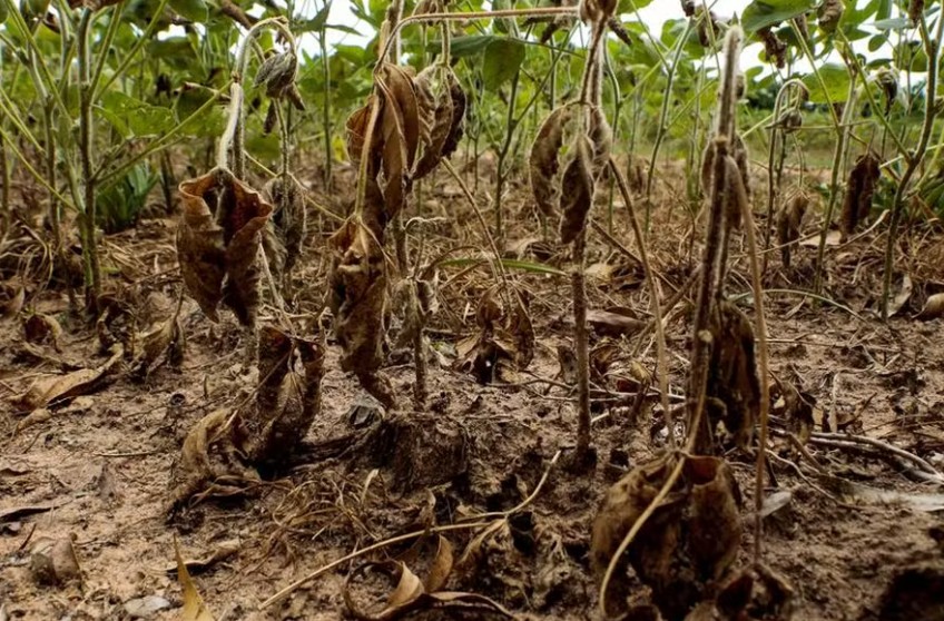 No momento, você está visualizando Brasil tem o seguro rural ‘mais frágil’ entre os principais produtores agrícolas no mundo