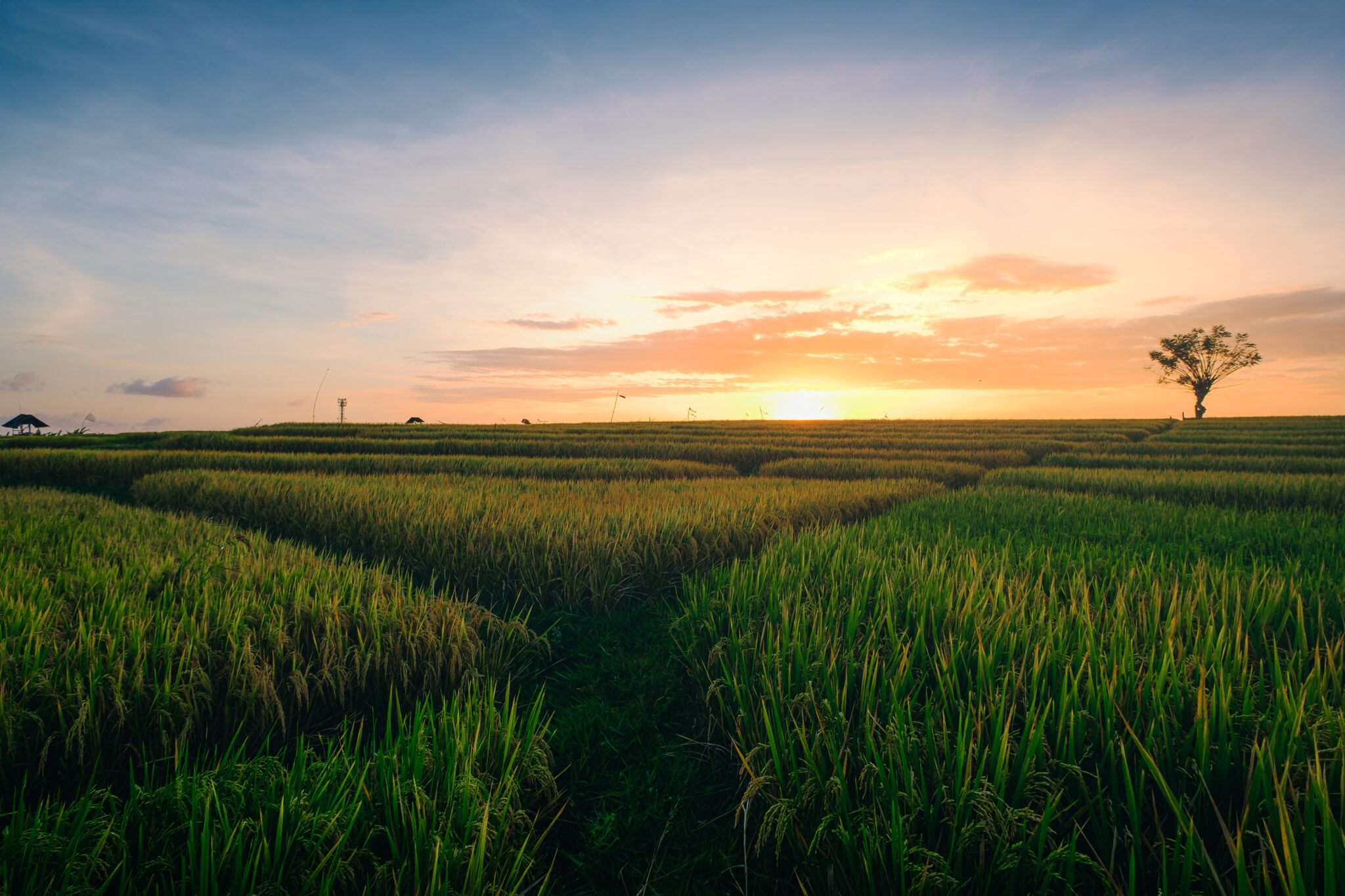 Leia mais sobre o artigo Seguro Rural se destaca em sete países, mas no Brasil ainda é preciso seguir recomendações, segundo estudo do FGV Agro