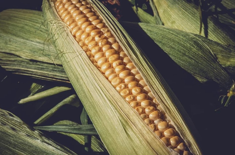 No momento, você está visualizando El Niño eleva risco para seguro rural no Sul